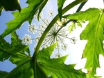 Under Giant Hogweed