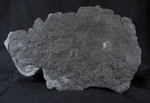 Sold crd015 Pentacrinites dichotomus