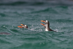 Gentoos surface off Carcass Island, Falklands