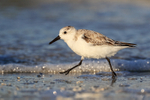 Sanderling running close by, Fort De Soto, Florida