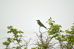 European Bee-eater
