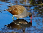 Moorhen