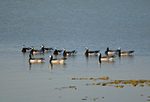 Barnacle Geese