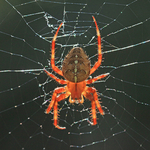 Araneus diadematus