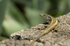 MADEIRA WALL LIZARD (ref M2)