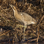 Bittern walking on ice at the edge of the reed bed
