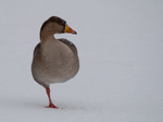 Greylag Goose