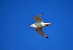 Kittiwake