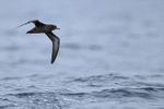 Sooty Shearwater portfolio