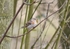 Brambling