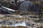 Otter