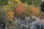 Cimmaron Aspens