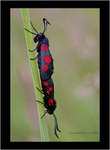 Burnet Moth