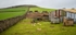 Feeding Time Near Minninglow