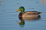 Mallard