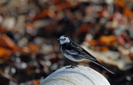 Pied Wagtail