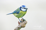 Nature-10