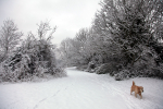 Bristol landscape_Dog in the snow_ B0181