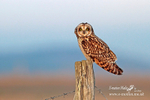 short eared owl 280112  54