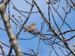 Woodlark