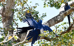 Hyacinth Macaw