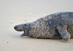 Atlantic Grey Seal