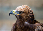 Golden Eagle