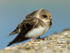 Sand Martin resting on the causeway at Farmoor Reservoir