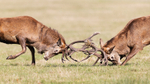 Fighting Red Deer Stags Website