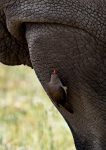 White Rhinoceros