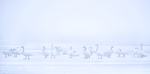 GHOST SWANS - PORT RYERSE
