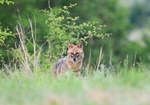 Golden Jackal
