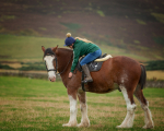 horses-11