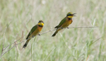 Little Bee-eater