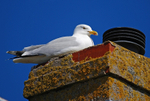 Herring Gull