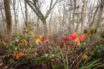 Blakeway Coppice