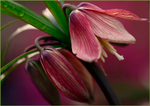 Fritillaria imperialis 'Bach'