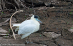 Capped Heron
