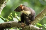 Pine Marten