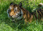 Big Cats portfolio