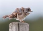 Whitethroat