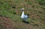 Gannet