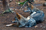 Wolves - 7984