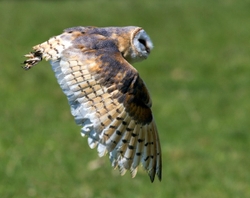 Barn Owl in Flight