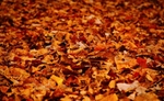 Cinquantenaire Park - November 2012