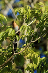 Squirrel Cuckoo perched high in tree, Finca Rosa Blanca, Costa Rica