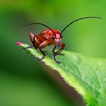 Devilish Soldier Beetle