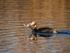 Great Crested Grebe