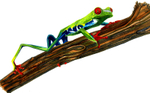 Stretchng tree frog