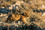 Lion cub